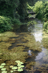 Hydrilla