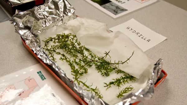 An invasive plant species, Hydrilla, is displayed.