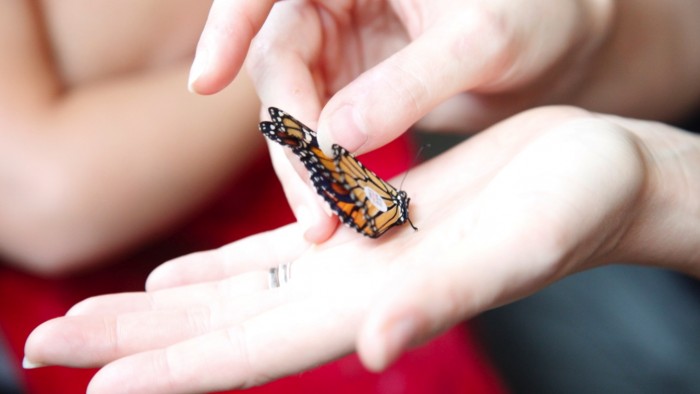 Audio Slideshow: The flight of the butterfly