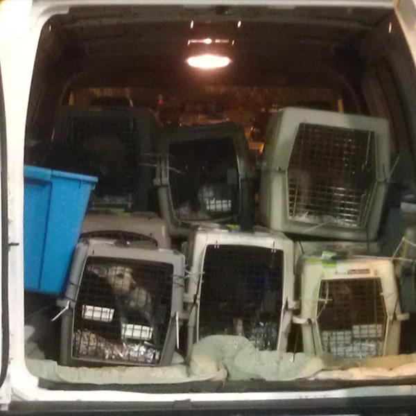 A vehicle transports dogs from JFK International Airport in New York City to the Tompkins County SPCA in Ithaca. They arrived from Los Angeles.