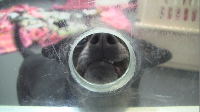 A dog peeks its nose through a hole at the Tompkins County SPCA