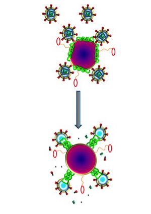 Melittin, in green, attaches to the HIV protein capsules and pokes holes in them, while the red bumpers prevent the melittin from poking holes in host cells.