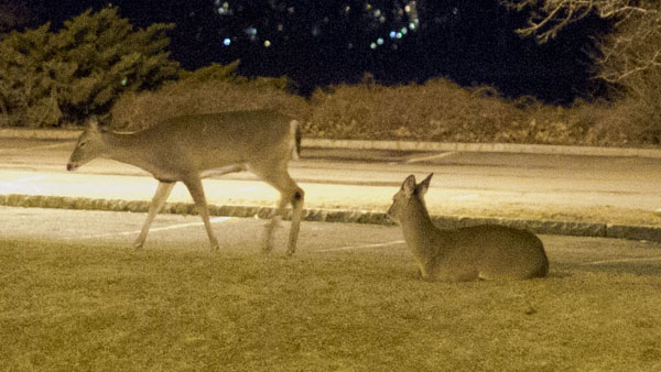 Cayuga Deer, a local advocacy group, is petitioning Cornell University to end its practice of trapping and killing deer on university property.