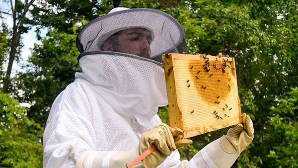 Junior Ben Tolles inspects a beehive. Over the summer, Tolles worked as a beekeeper for South Hill Forest Products, a project where students farm honey, syrup and mushrooms at the ICNL.