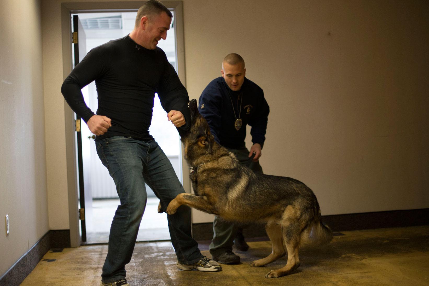 Tucker Mitchell/ The Ithacan In this training exercise March 28,  Officer Jordan Papkov struggles with Bert, who has bitten into the officer's arm guard. Bert has been trained to aid arrests by immobilizing suspects.