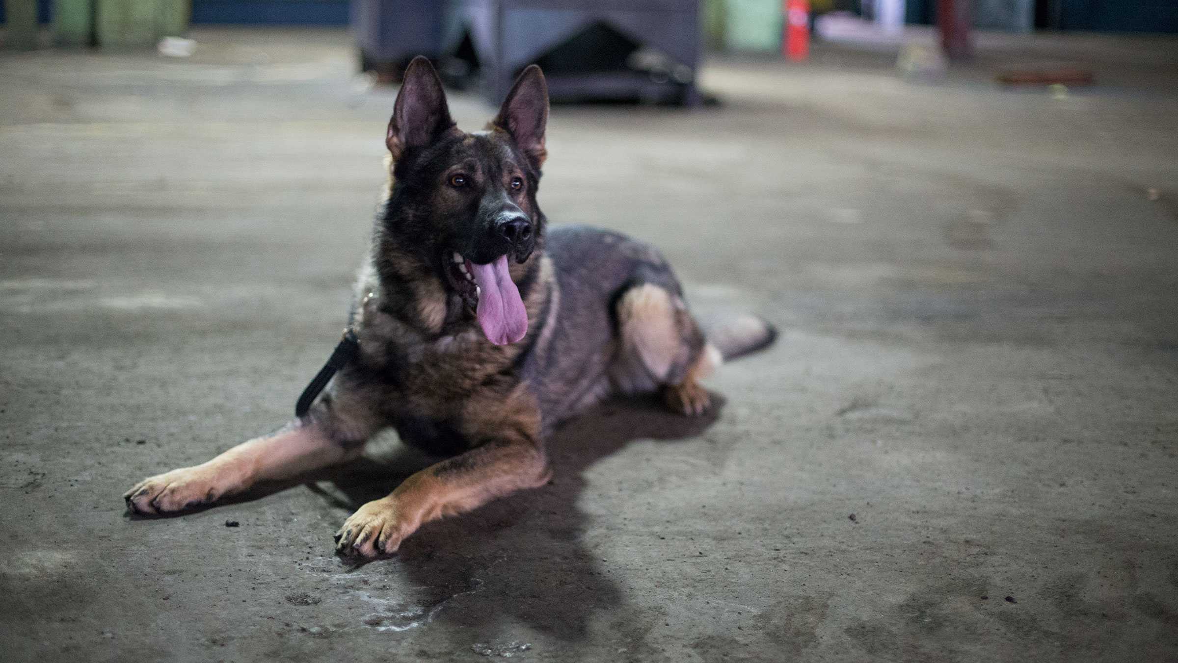 Tucker Mitchell/ The Ithacan Bert is a dual-purpouse K-9 unit, which means he is capable of sniffing out live explosive components while also boasting tracking  and apprehension abilities. Kimmich said Bert is currently the only K-9 unit in the county that holds this designation.