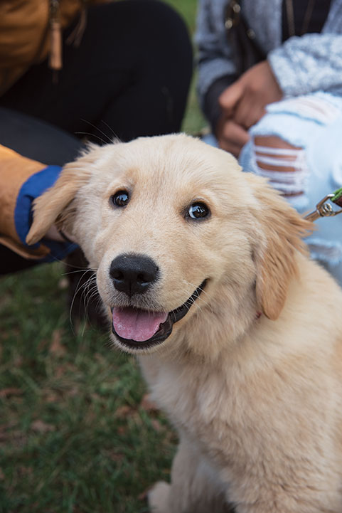 Dog-Fest_Jennifer-Williams_6