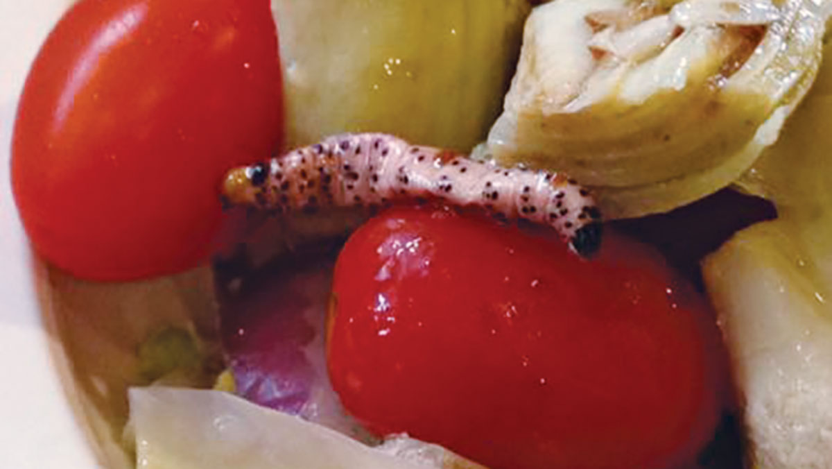Caterpillars found in food at Ithaca College’s Terrace Dining Hall