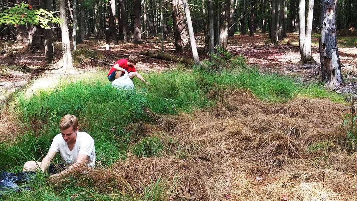 Ithaca College students help remove invasive grass species