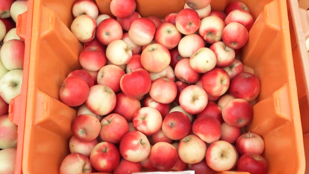 Apples+to+Apples%21+-+Annual+Apple+Harvest+Festival+brings+thousands+to+The+Commons