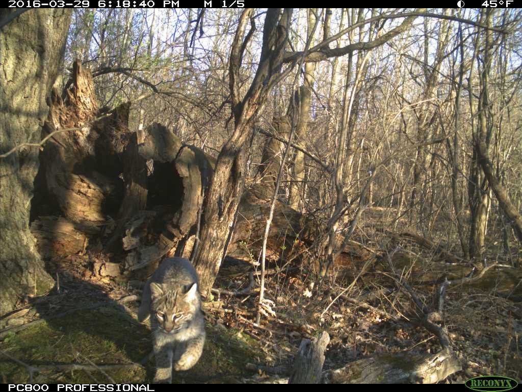 Trail Cam Photos