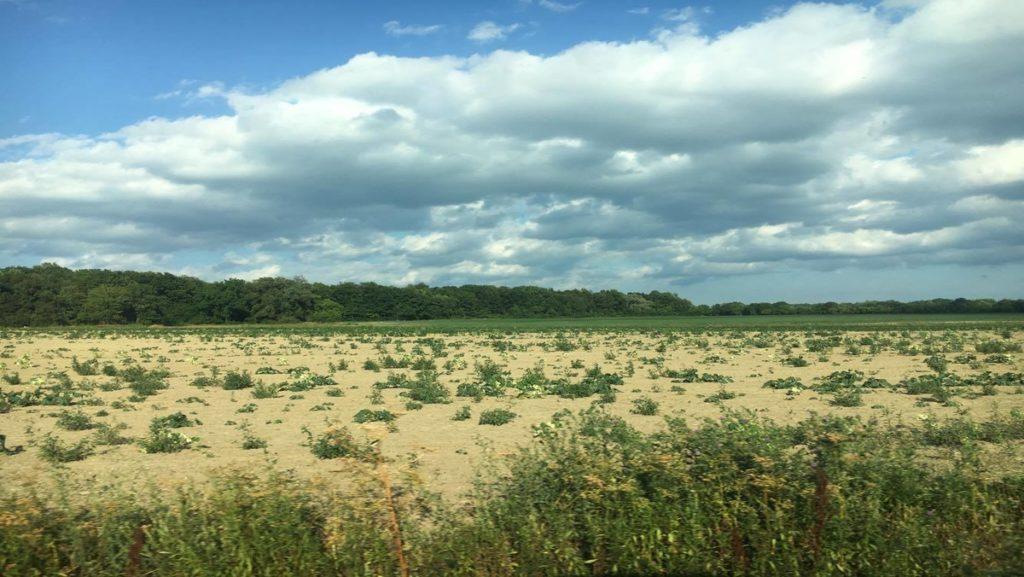 Cornfields near Ithaca College sophomore Sophia Pittis house in Lansing, New York are not at their normal heights this summer. Following a severe drought, and some of the lowest rainfall on record in the Ithaca area, the community and campus are initiating conservation efforts.
