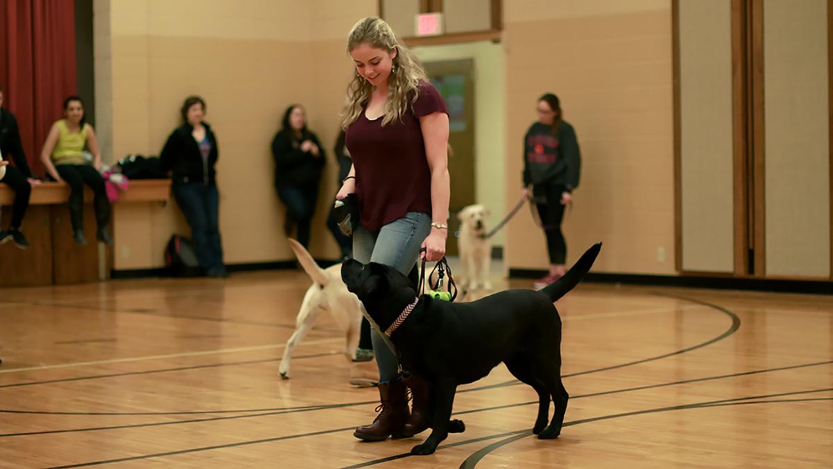 Guiding Eyes for the Blind handlers form bonds with dogs
