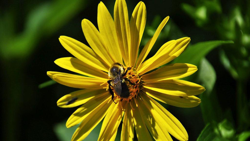 Sophomore Sam Fuller writes about the importance of the pollination from bees to maintain many aspects of the food supply.