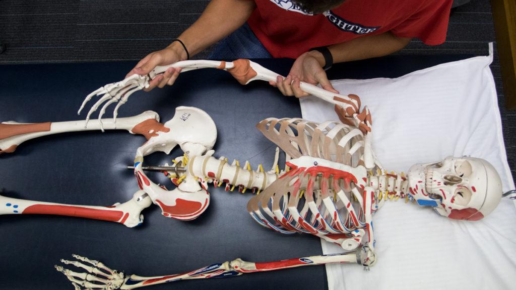 While most Ithaca College students leave campus for summer break, a group of 85 rising seniors in the physical therapy program stayed to participate in a 10-week summer anatomy lab.