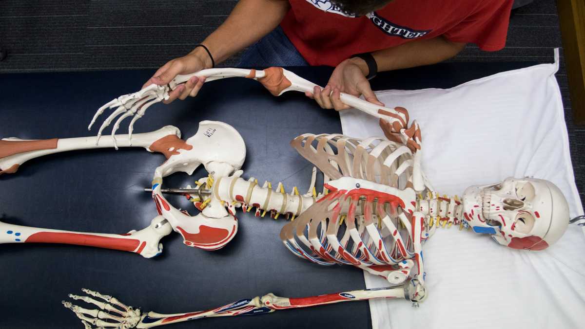 Ithaca College students spend summer dissecting bodies