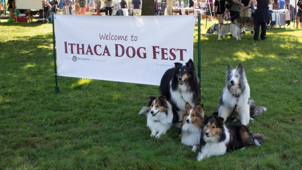 Life is ruff at annual Ithaca Dog Fest