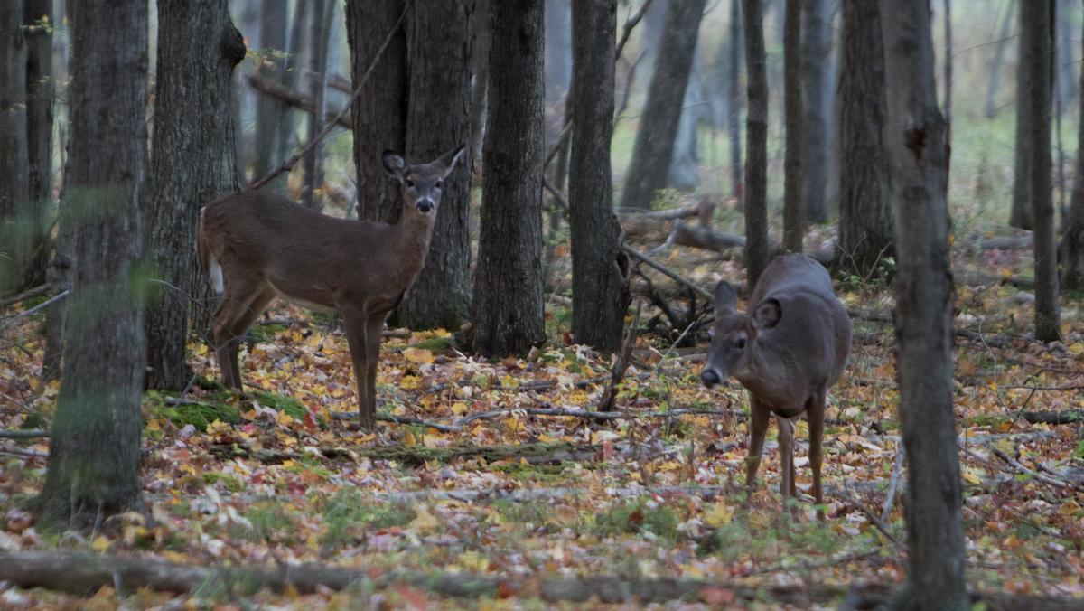 Natural Lands staff track impact deer have on ecosystem