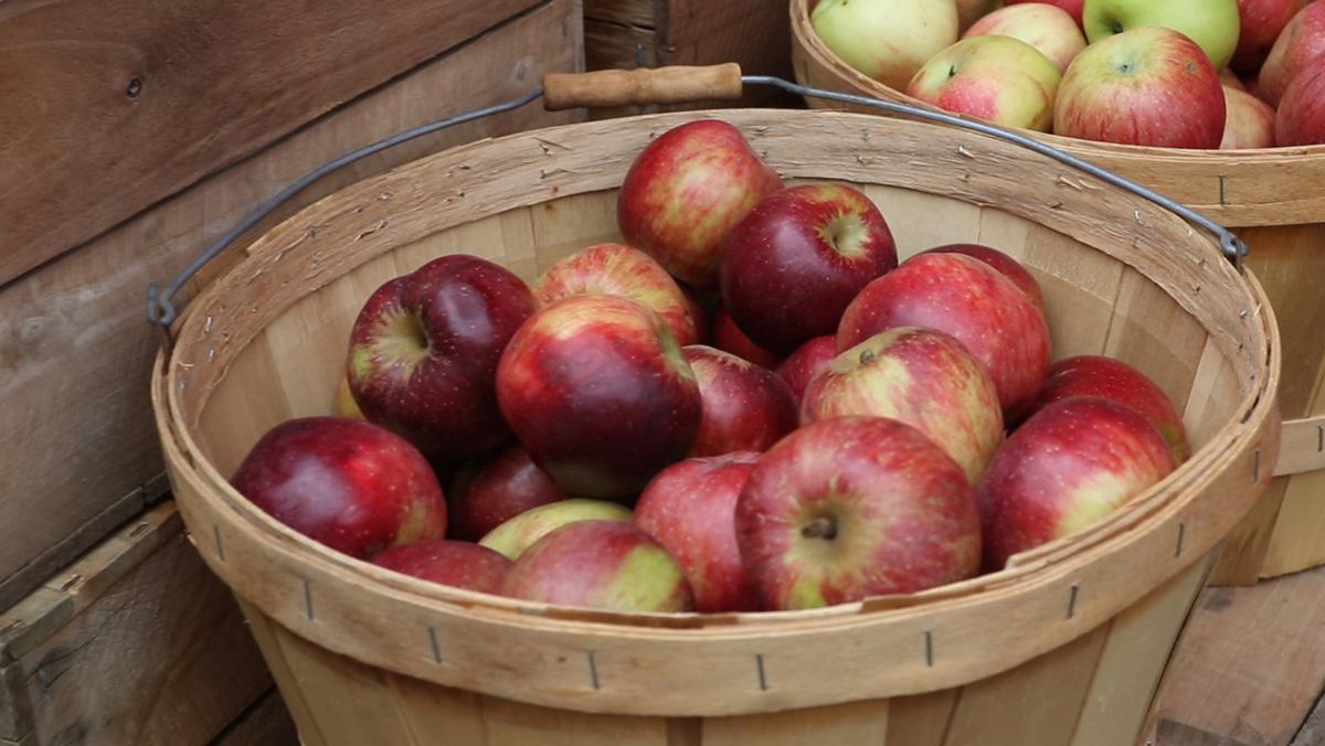 WATCH: Ithaca’s 35th annual Apple Harvest Festival