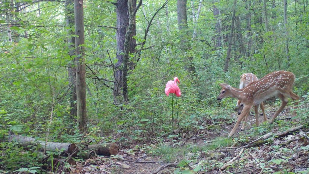 A fawn cautiously checks out a plastic flamingo that is a part of an animal behavioral study conducted by Leann Kanda, associate professor and chair of the biology department.