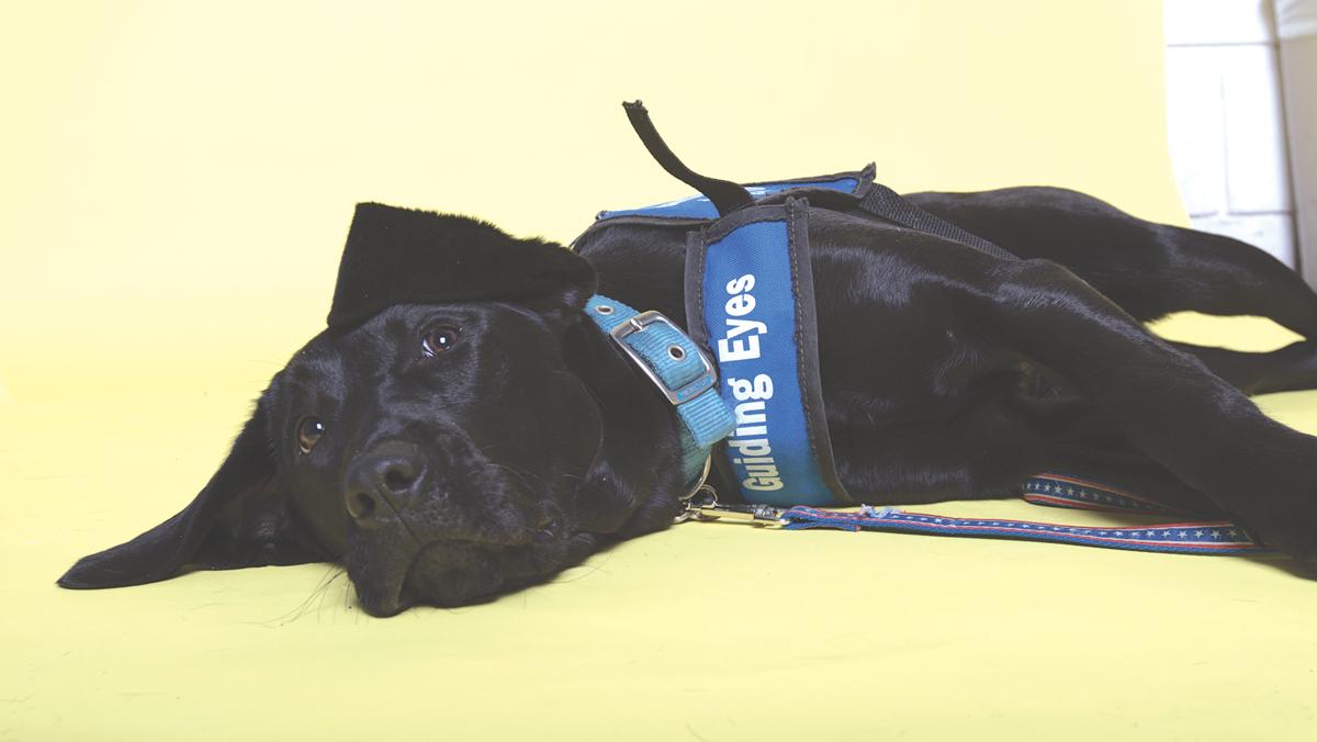 Furry friends with a future: Meet Guiding Eyes for the Blind