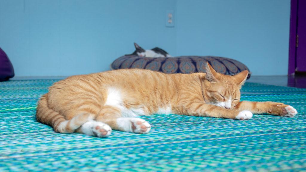 Marigold sleeps on the rug at Alley Cat Cafe, Ithacas first cat cafe. Customers can purchase coffee, tea and baked goods in the front room and cuddle with cats in the back room.