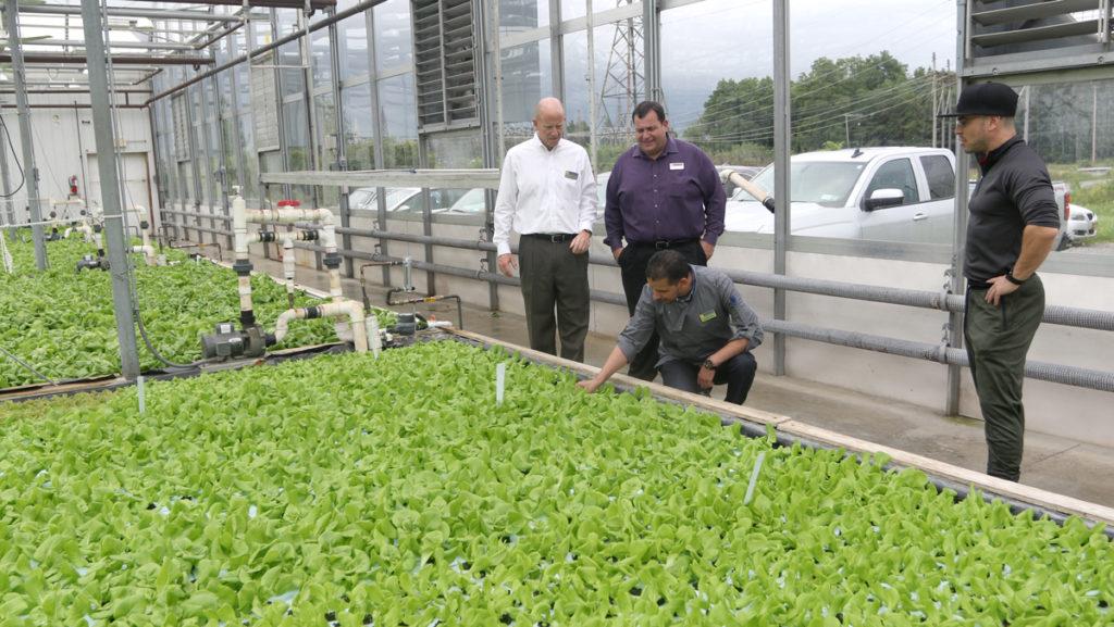 IC Square will now be selling products that include lettuce from Glass House Farms, a local hydroponics greenhouse. 