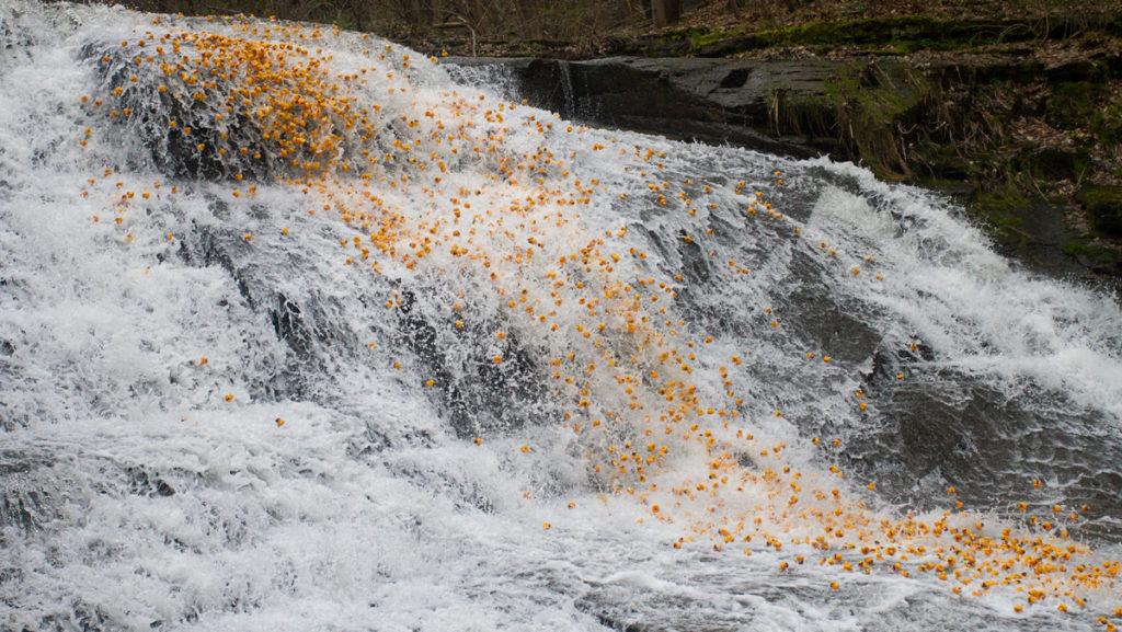 Thousands of ducks cascade over the Cascadilla Falls during the 4-A 19th annual rubber duck race. The ducks started their journey at the Cascadilla Gorge Trail in the Cornell Botanic Gardens and ended one and a half miles away.