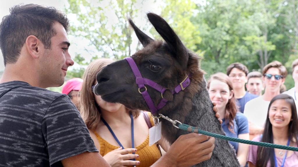 Freshman Mark Puskey pets Late-For-Breakfast, a therapy llama, at an Ithaca College Library event. 