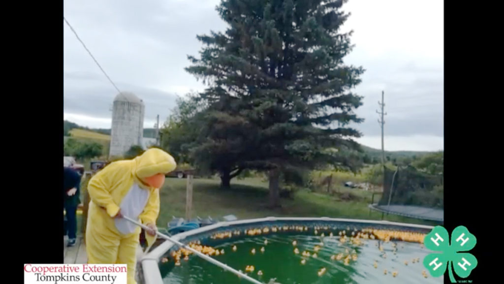 At this year’s 20th annual 4-H Duck Race, 1,856 yellow rubber ducks twisted around a swirling, above-ground swimming pool at a local family home.