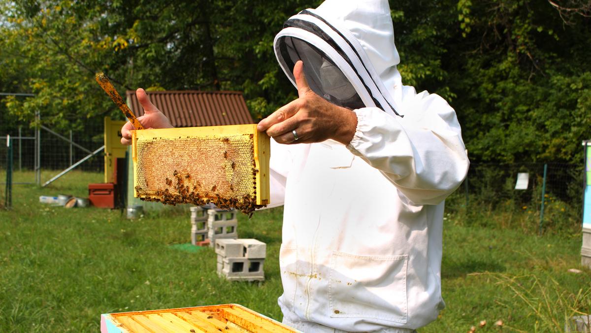 Beekeeper' Hackathon project sweetens cross-pollination of tech and  tradition - Stories