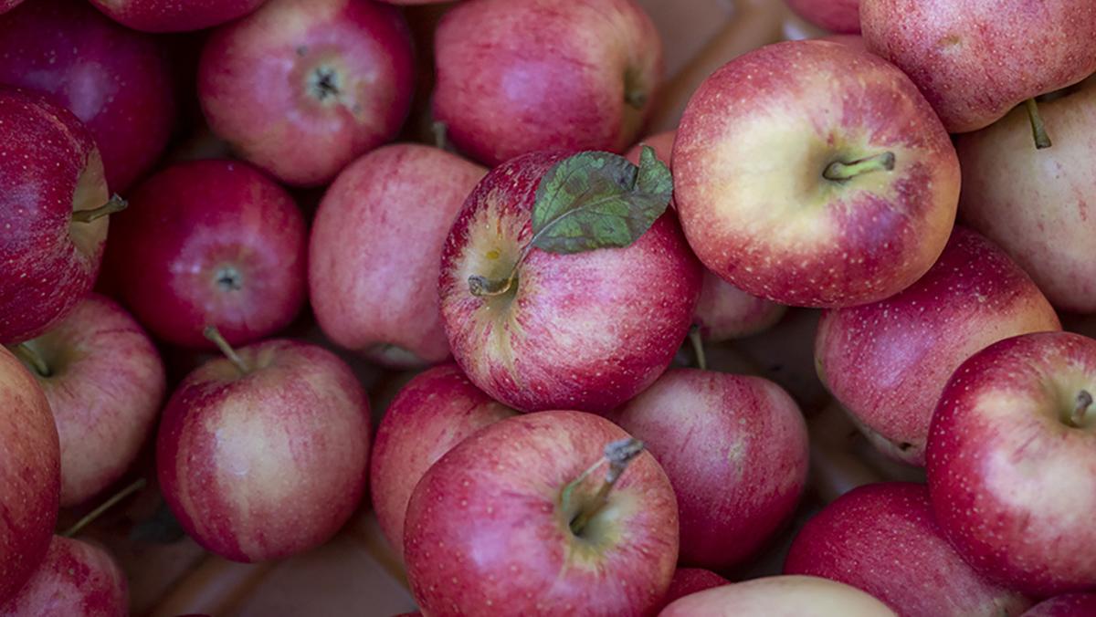 Ithaca community bites into autumn at Apple Fest 2021