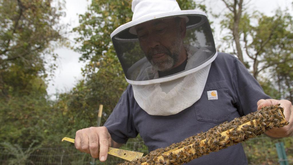 Jason Hamilton, a professor in the Department of Environmental Studies and Sciences tends to a beehive at Bee Fest., which took place Oct. 10.
