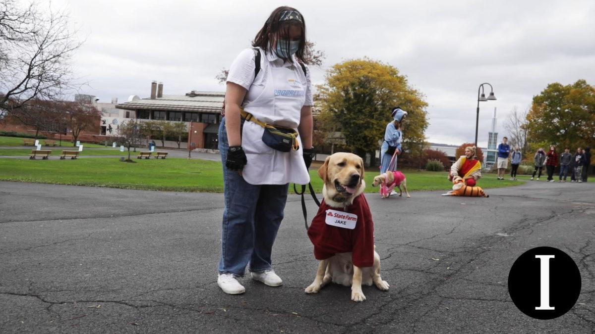 Guiding Eyes dogs celebrate Halloween