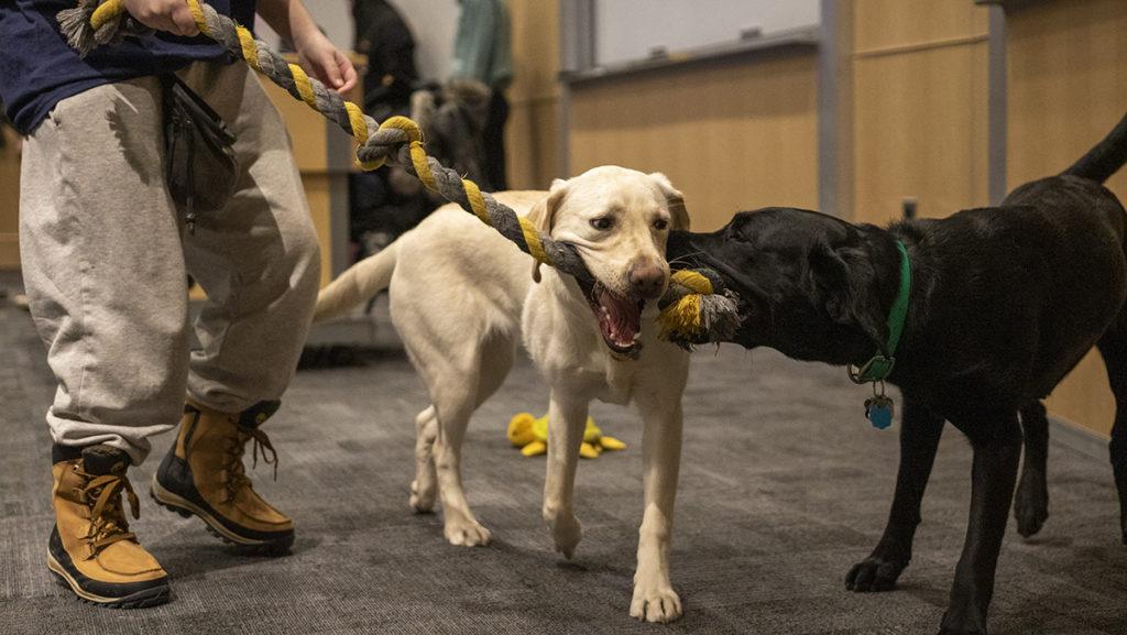Guiding Eyes for the Blind at Ithaca College welcomed back the campus community with a puppy playtime Jan. 30. This Puppy Play did not count toward trainer certification because not all students were back on campus.
