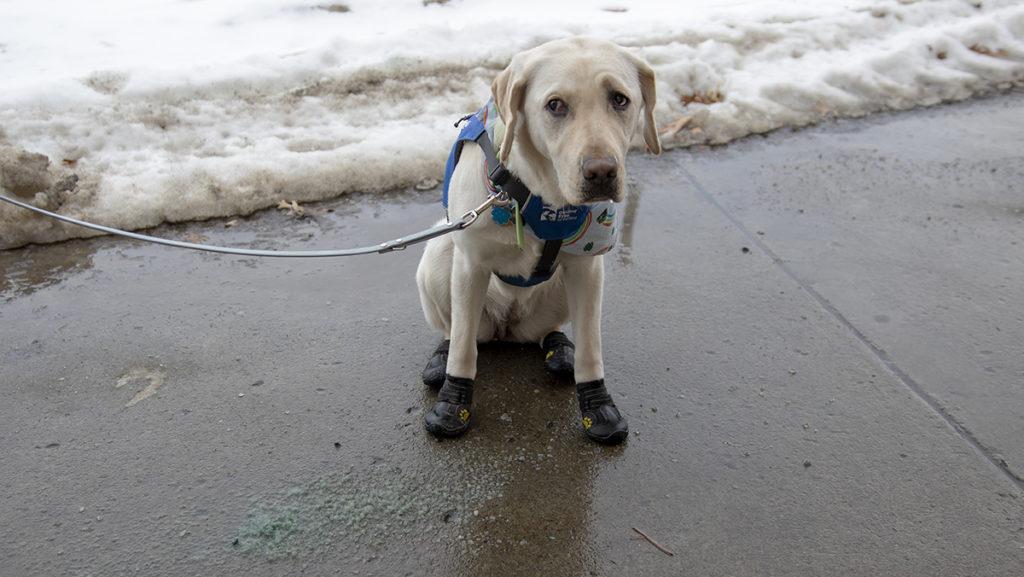 Preventative measures like paw wax and booties can be used to protect paws from dangers on the ground like chemicals, ice and concrete. 