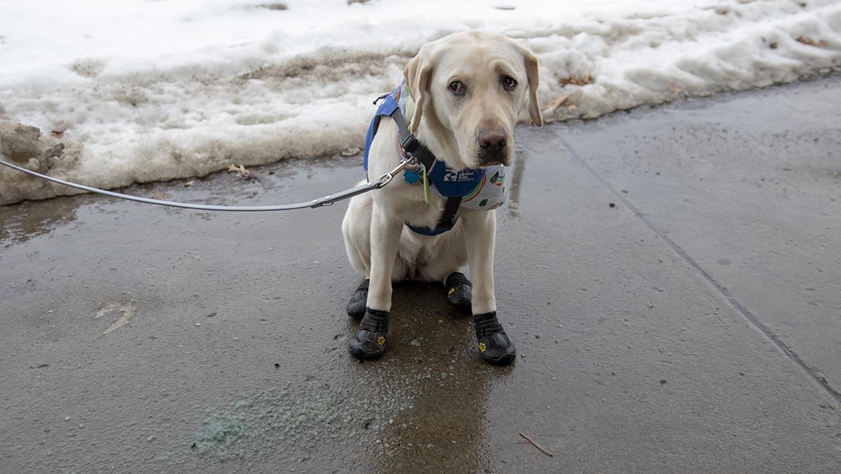 Salt used on campus to melt ice hurts guiding eye dogs