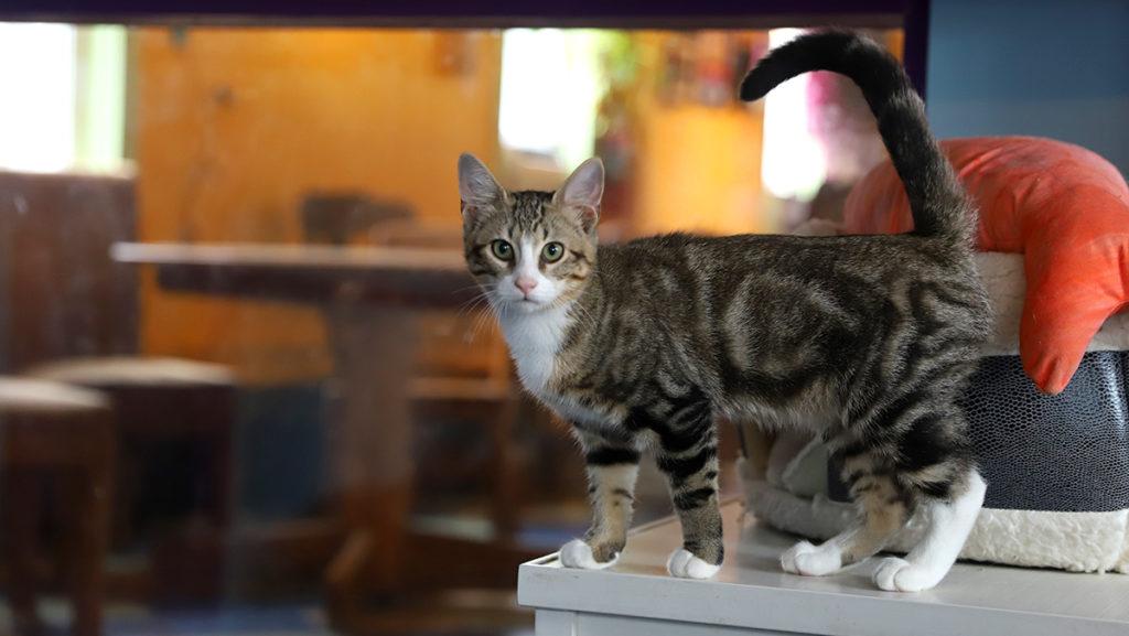 The Alley Cat Cafe, featured in the recent Netflix documentary Inside the Mind of a Cat, is home to cats, like Emilia, drinks and food. The documentary was released Aug. 18 and focuses on cat research.
