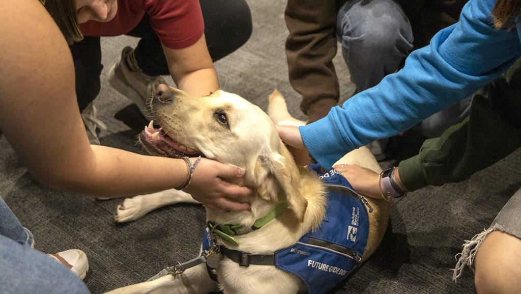 Adele, a puppy in training for Guiding Eyes for the Blind, takes a break at a recap class Sept. 26 in Textor Hall at Ithaca College. All dogs in the college’s program gathered to go through exercises and play with one another.