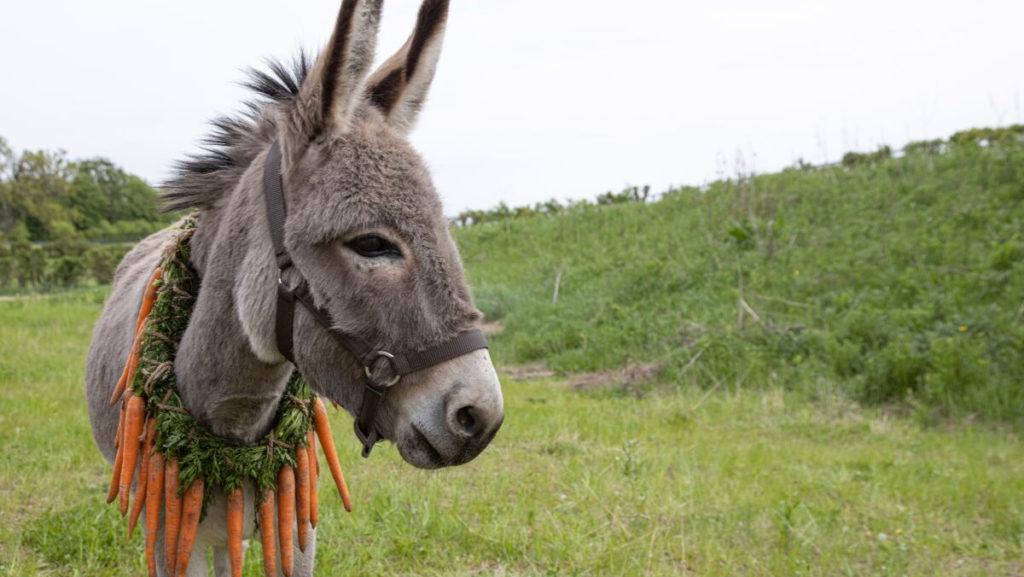 The story of EO follows the donkey Eo as he is taken away from his owner and goes on a life journey.