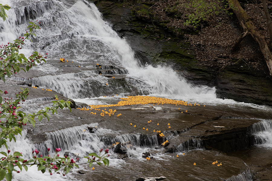 The Cornell Cooperative Extension Tompkins County hosted their 4-H Duck Race for the first time since 2019, where Ithaca residents could watch 3,000 ducks race down the Cascadilla Creek falls. Prizes were given to the ducks that finished first and last place in the race.