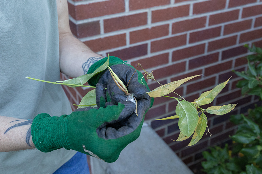 The swallow-wort plant is in the same family as milkweed, which monarch butterflies use to lay their eggs on and which the caterpillars will use as their primary source of food. Monarch butterfly caterpillars eat the milkweed leaves when they hatch, but cannot feed on the swallow-wort plants.