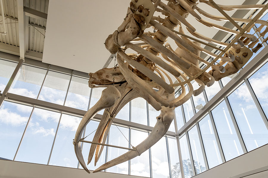 The Museum of the Earth has a large skeleton of a modern female right whale suspended from the ceiling of the building. The skeleton is 44 feet long. 