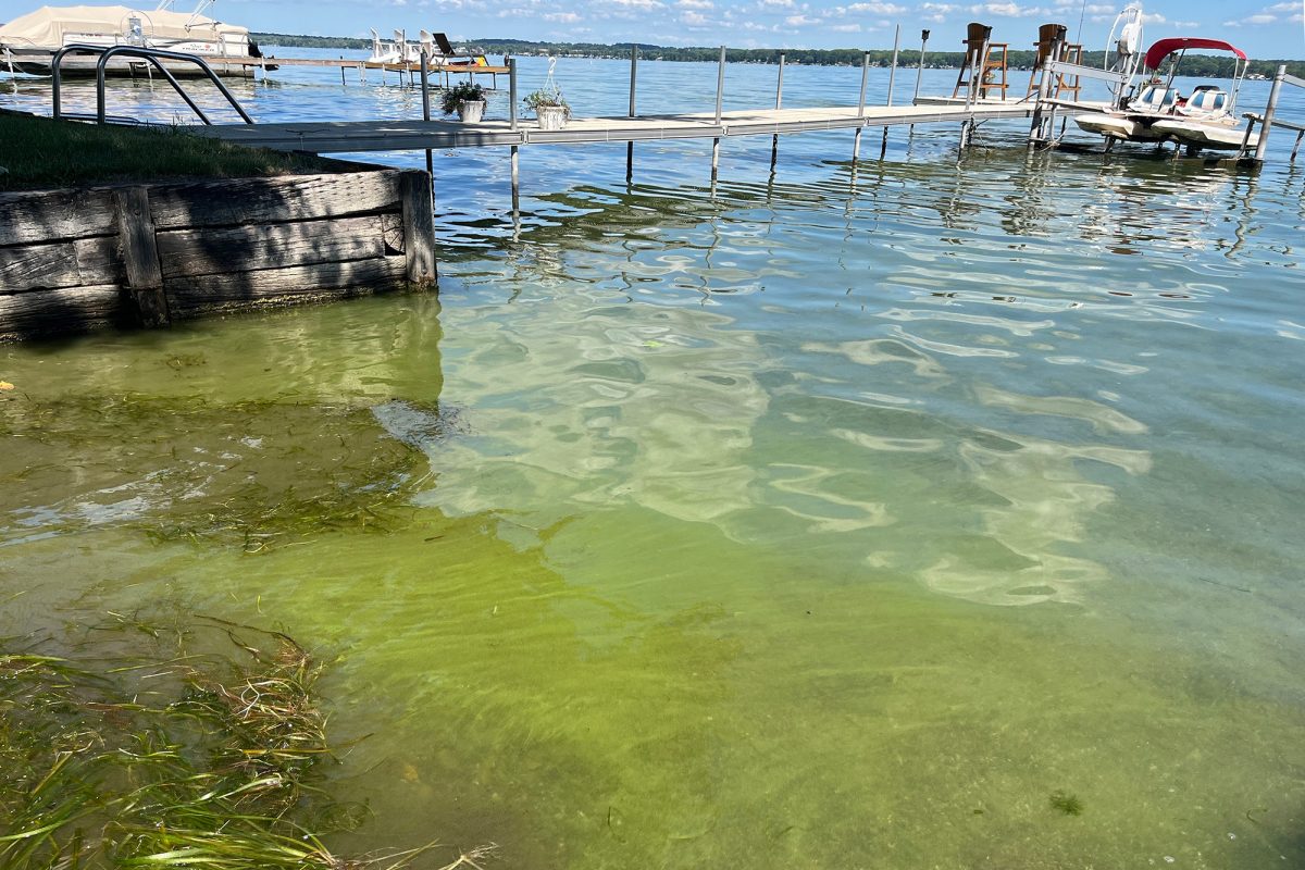 Blooms look like blue-green clumps or paint-streaks on the surface of the water. Just from appearance, it is impossible to determine whether the blooms are toxic or not. 