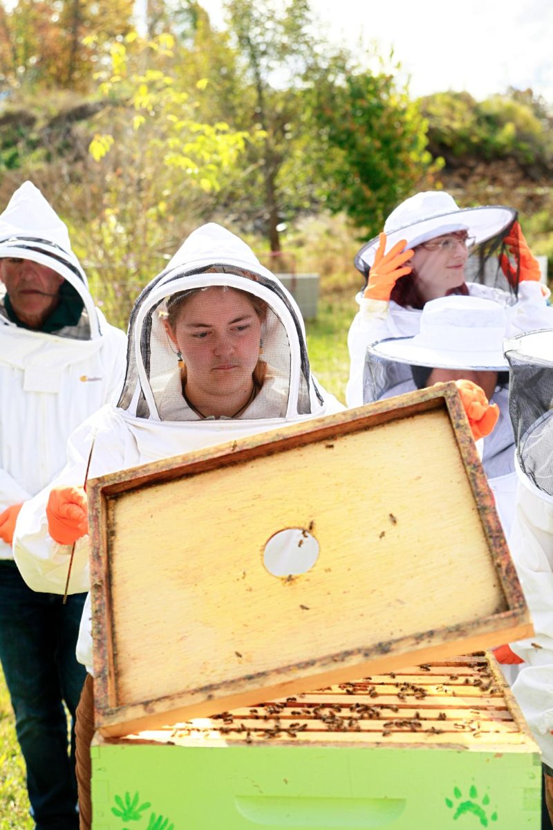 BeeFest_IanLewono