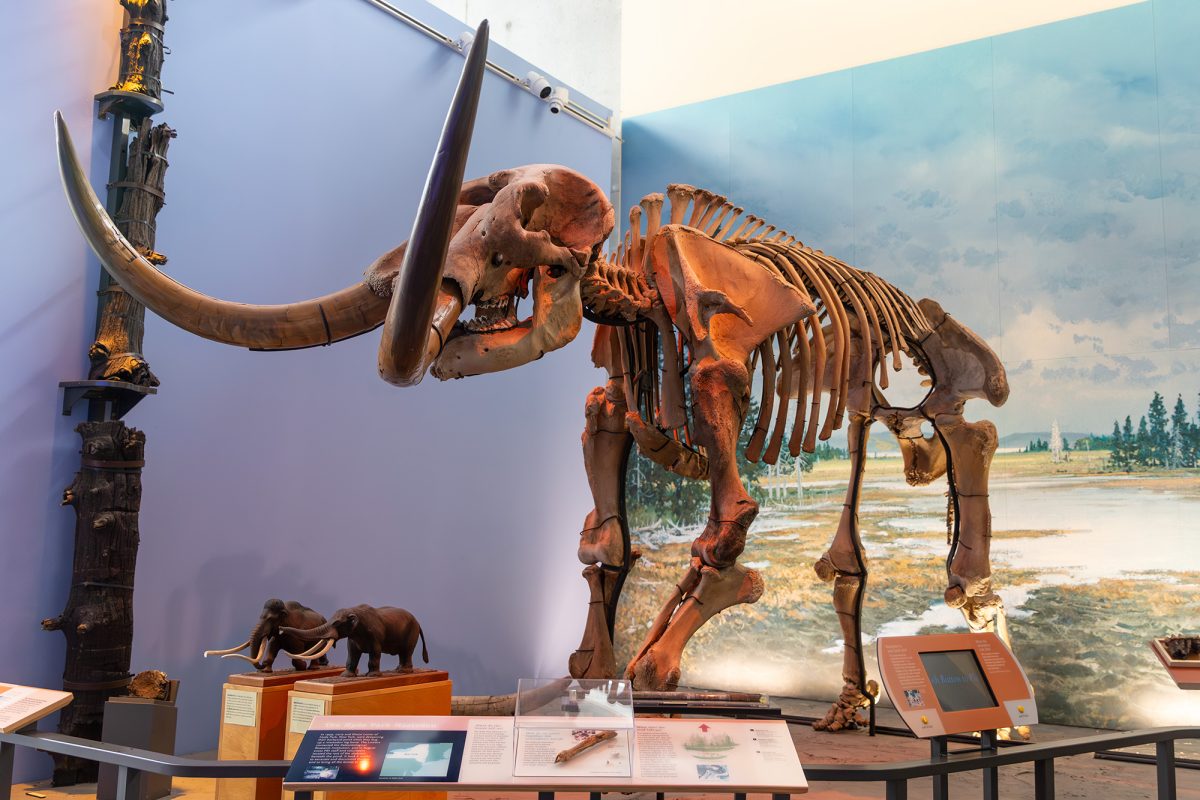 The Museum of the Earth houses one of the most complete Mastodon fossils in the world as part of an exhibit that allows visitors to interact with the collection directly.
